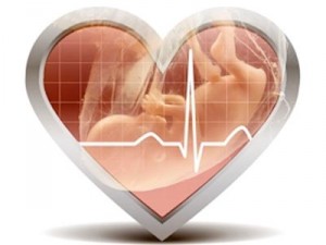 Размеры эмбриона и риск развития сердечнососудистых болезней взаимосвязаны!