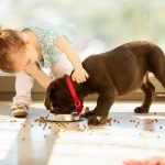 Учимся заботится о домашнем питомце
